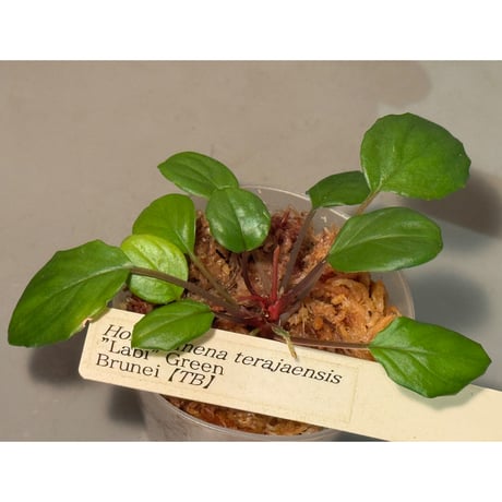 Homalomena terajaensis "Labi" Green Brunei [TB]