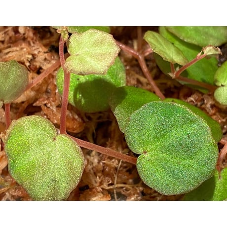 Begonia lichenora (sp.Mini) from Kalimantan Sarawak border [LA]