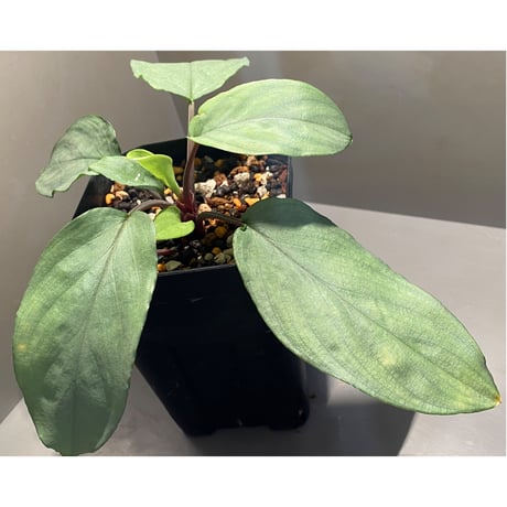 Homalomena sp. "Shirogane"  SGR from Pulau Linga [HW1017-XX]