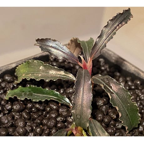 Bucephalandra sp. "Kedagang" [ID便] ②