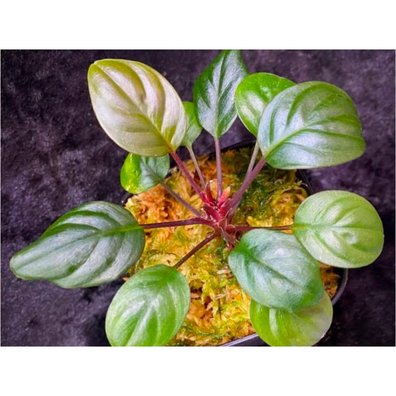 Homalomena terajaensis 