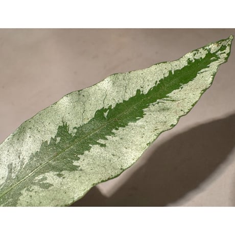 Colysis sp. from West Kalimantan