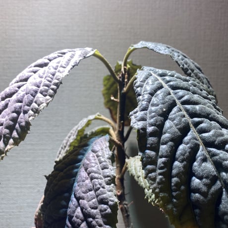 Ardisia sp. from Bengkulu [LA0315-1]