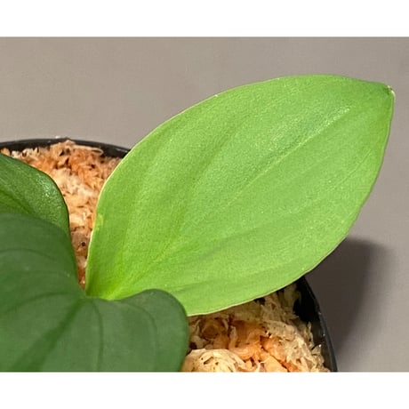 Homalomena sp . from Jerteh [TK090118-2]