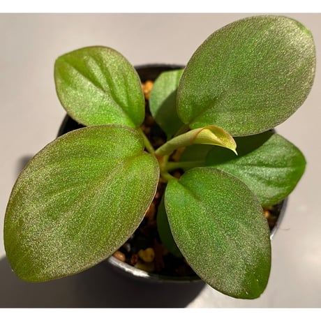 Homalomena sp. from Kapuas hulu