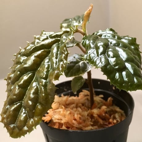 Ardisia sp. fromBengkulu [LA0315-1]