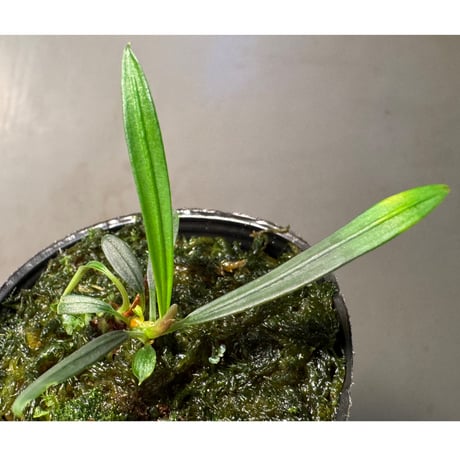 Aridarum cf. montanum from Sanggau West Kalimantan