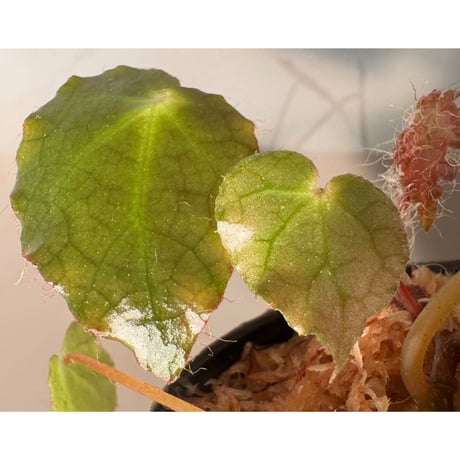 Begonia cf. ferox from Cao Bang [YH040519BK] TK