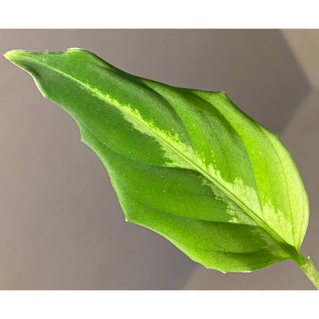 Aglaonema pictum "BB4.5th" BNN from Sibolga timur [AZ0617-43] No4