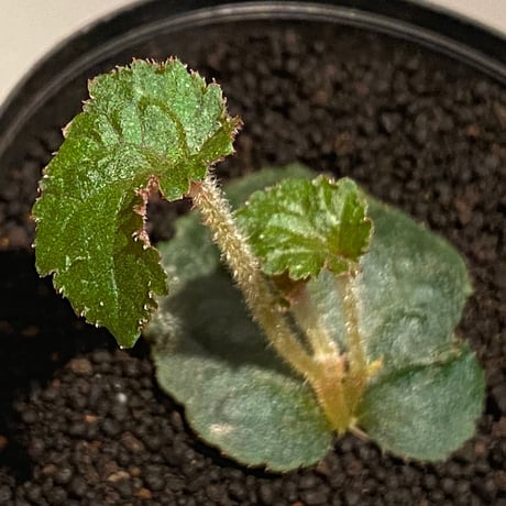 Begonia sp. from Tuyen Quang [YH1117] TK