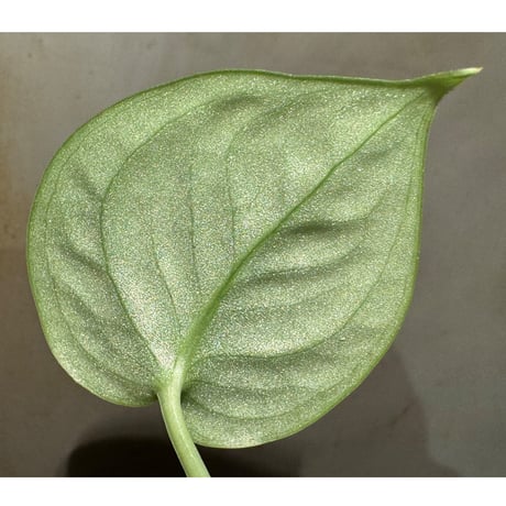 Scindapsus sp. from Pahang Malaysia