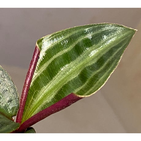 Geogenanthus undatus from Tarapoto Peru [tanakay]