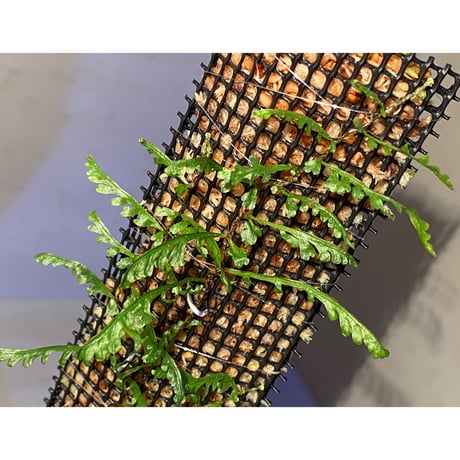 Teratophyllum aculeatum from Nanga pinoh [TB]
