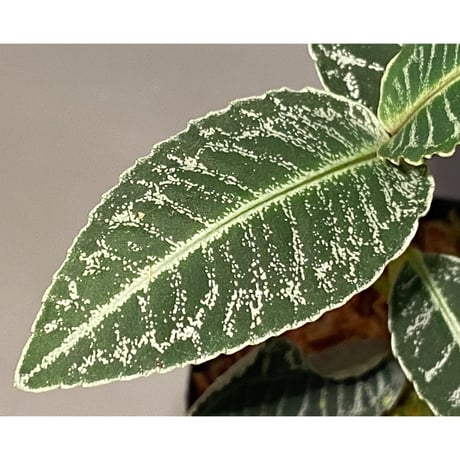 Ardisia sp. from Raub Pahang