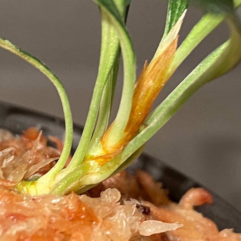 Burttianthus velutandrus 