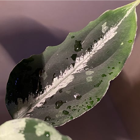 Aglaonema pictum [LA0815-z-p-24]