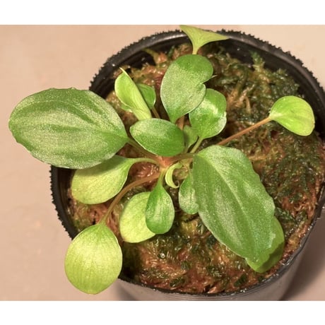 ホマロメナ | STORES