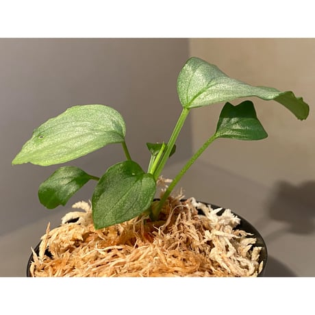 Homalomena sp. "Emerald Silver × ?" wf1 from Kepulauan Riau [KZT]