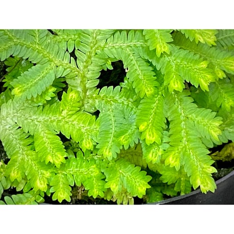 Selaginella biformis [STRINGE PLANTS]