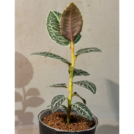 Ardisia sp. from Raub Pahang