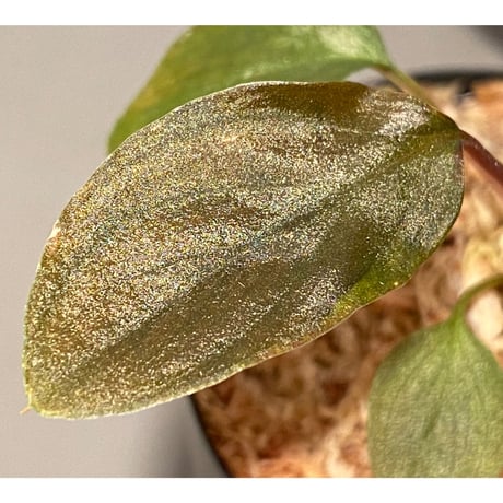 Homalomena sp. from Cameron Highlands [TK140717]