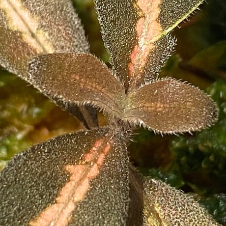 Aphelandra maculata Madre de Dios [LA1017-02]
