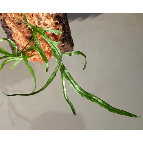Microsorum pteropus "Serawai" Sintang Kalimantan barat [TB] ①