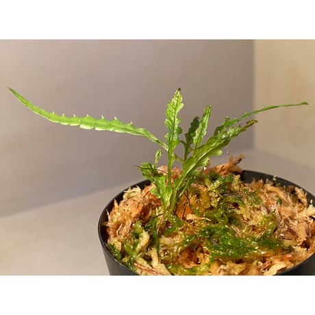 Microsorum sp. Short Dragon Tail