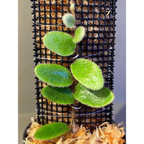 Pyrrosia nummularifolia from Santa Fe Luzon Philippines [KSB]
