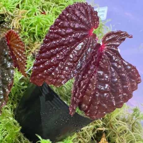 Begonia sp. from North Sumatera