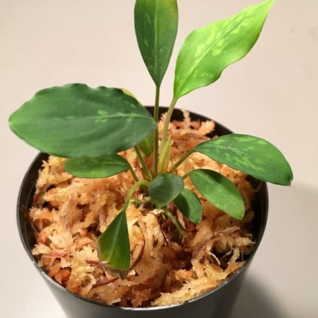 Piptospatha ridleyi from Malay Peninsula [KN]
