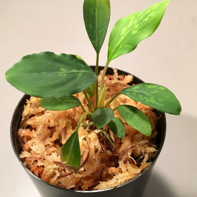 Piptospatha ridleyi from Malay Peninsula [KN] |