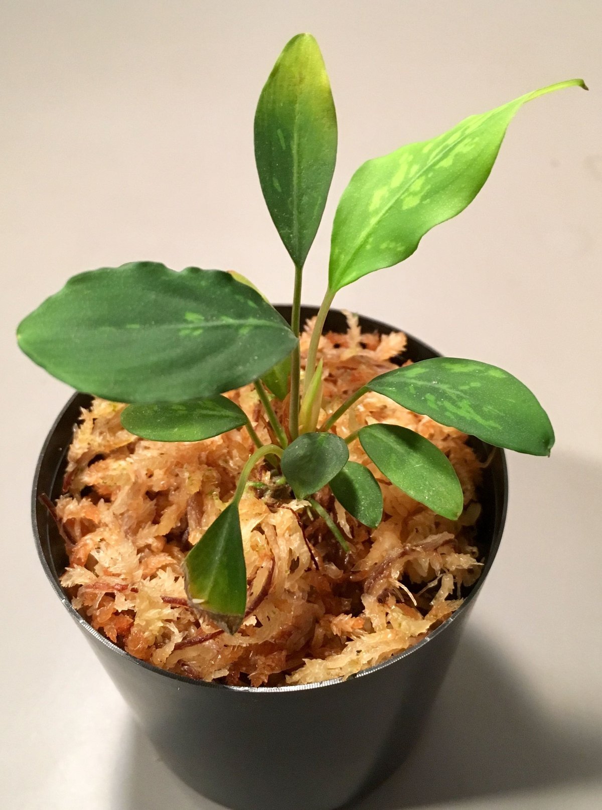 Piptospatha ridleyi from Malay Peninsula [KN] |