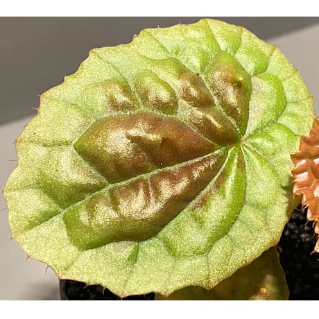Begonia susaniae