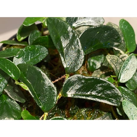 Ficus sp. from Mt. Besar