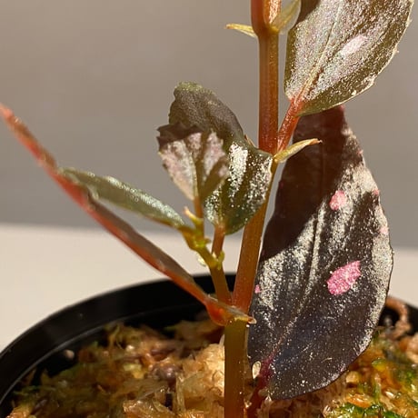Begonia sp. from Julau [R1214-01b]