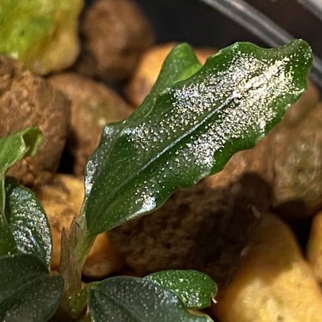 Bucephalandra sp. from "Mangat" [MF0417-2A] ②