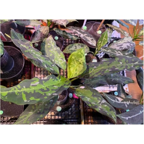 Aglaonema pictum from Aceh sumatera [T-120119] X産地