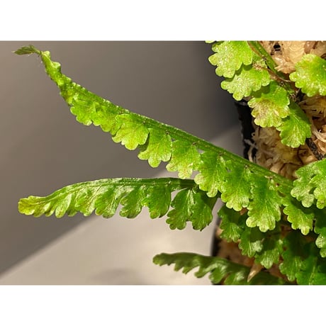 Teratophyllum aculeatum from Nanga pinoh [TB]