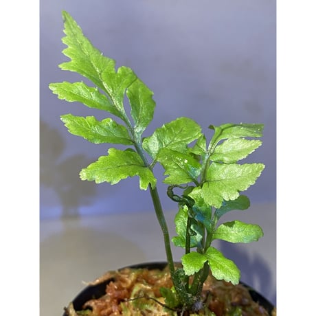 Bolbitis sp. from Siberut [LA]