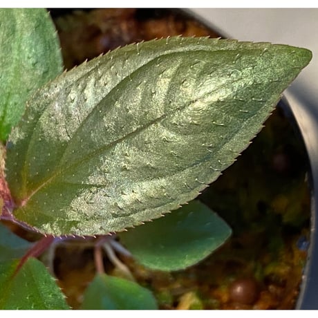 Sonerila sp. wf1 from Phang Nga Thailand [KZT]