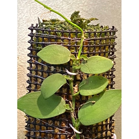 Epipremnum sp. from Khlong Yai Trat Thailand