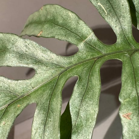 Colysis sp. from Son La Vietnam