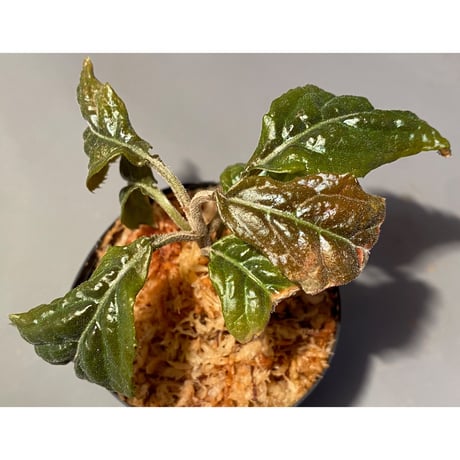 Ardisia sp. from Bengkulu [LA0315-1]