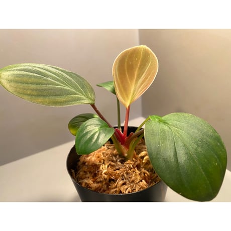 Homalomena sp. "Ngabang" Kal barat [TB]