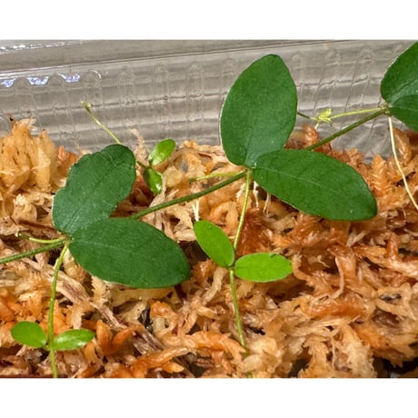 Ficus sp. from Trat Thailand