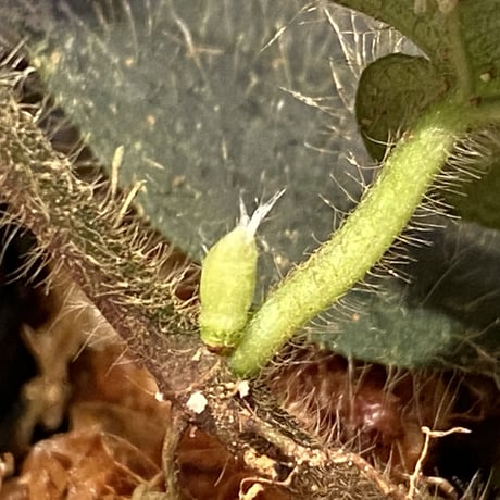 Ficus sp. from Selangor