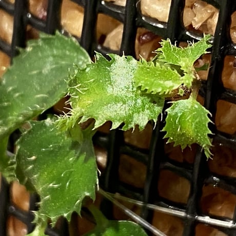 Unknown from Bahia Solano Colombia [tanakay]