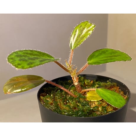 Begonia blancii