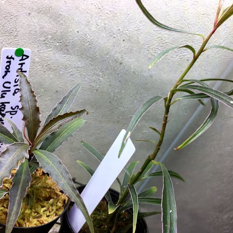 Ardisia sp. from Kapuas Hulu  Kalimantan barat